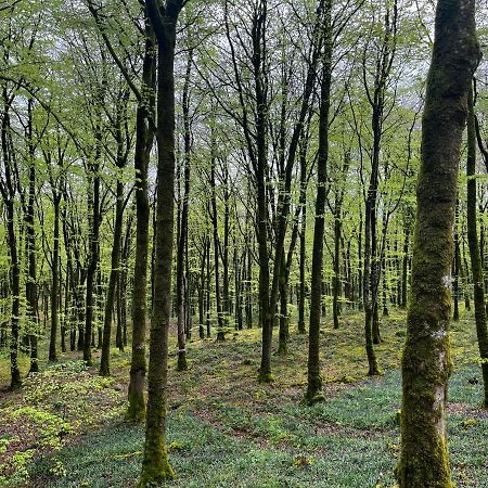Mullaghmeen Forest Mullingar Bagian luar foto
