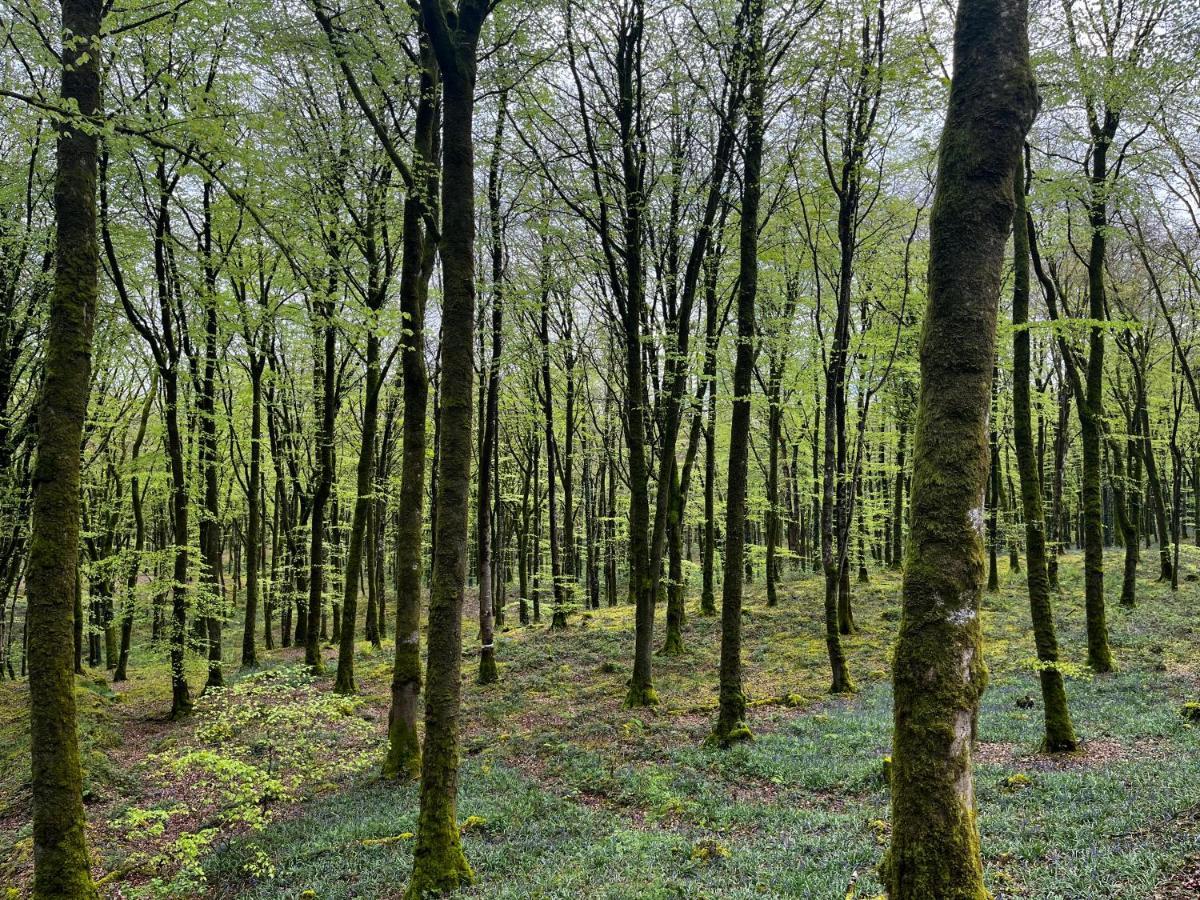 Mullaghmeen Forest Mullingar Bagian luar foto
